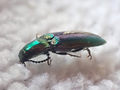 Nitidolimonius resplendens