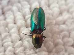 Nitidolimonius resplendens