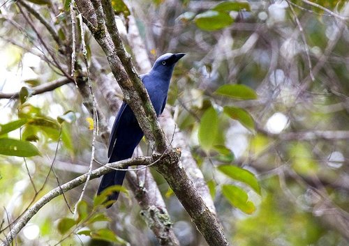 Cerulean Cuckooshrike