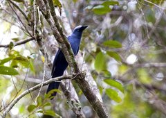 Cerulean Cuckooshrike photo 1