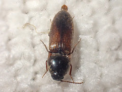 Ampedus brevis