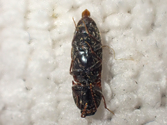 Ampedus brevis