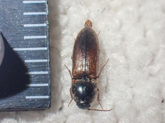 Ampedus brevis