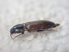 Ampedus brevis