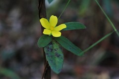Hibbertia dentata