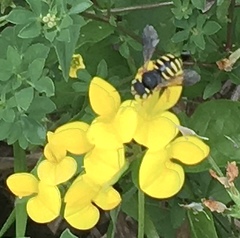 Anthidium oblongatum