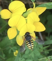 Anthidium oblongatum
