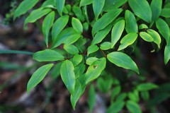 Pilidiostigma glabrum