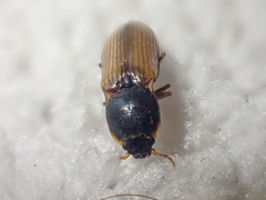 Ctenicera angularis