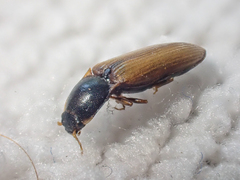 Ctenicera angularis