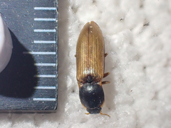 Ctenicera angularis