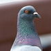 Rock Pigeon - Photo (c) Kala Murphy King, some rights reserved (CC BY-NC-ND), uploaded by Kala Murphy King