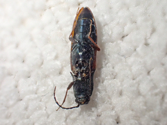 Acteniceromorphus sagiticollis