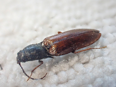 Acteniceromorphus sagiticollis
