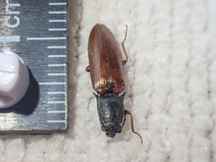 Acteniceromorphus sagiticollis