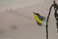 Setophaga pityophila