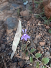 Lobelia arnhemiaca