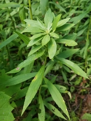 Asphondylia solidaginis