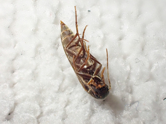 Melandryidae