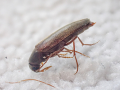 Melandryidae