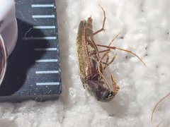 Melandryidae