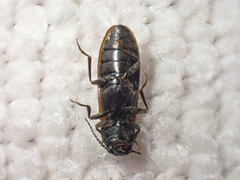 Hemicrepidius pallidipennis