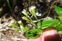 Ageratina rothrockii