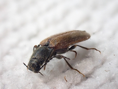 Hemicrepidius pallidipennis