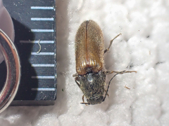 Hemicrepidius pallidipennis