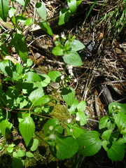 Ageratina rothrockii
