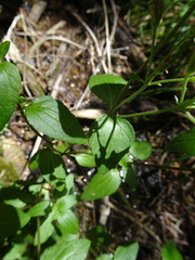 Ageratina rothrockii