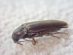 Serropalpus