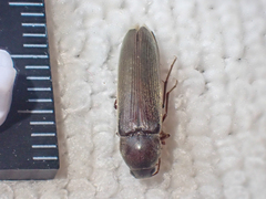 Serropalpus