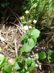 Ageratina rothrockii