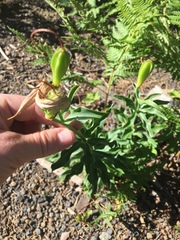 Lilium washingtonianum