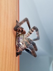 Cupiennius salei