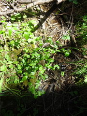 Ageratina rothrockii