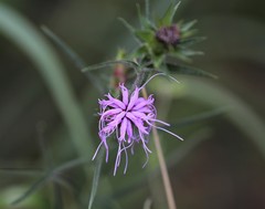 Liatris squarrosa