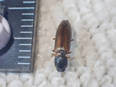 Ctenicera angularis