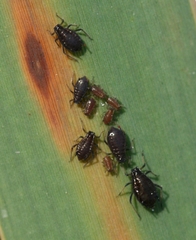 Schizaphis scirpi