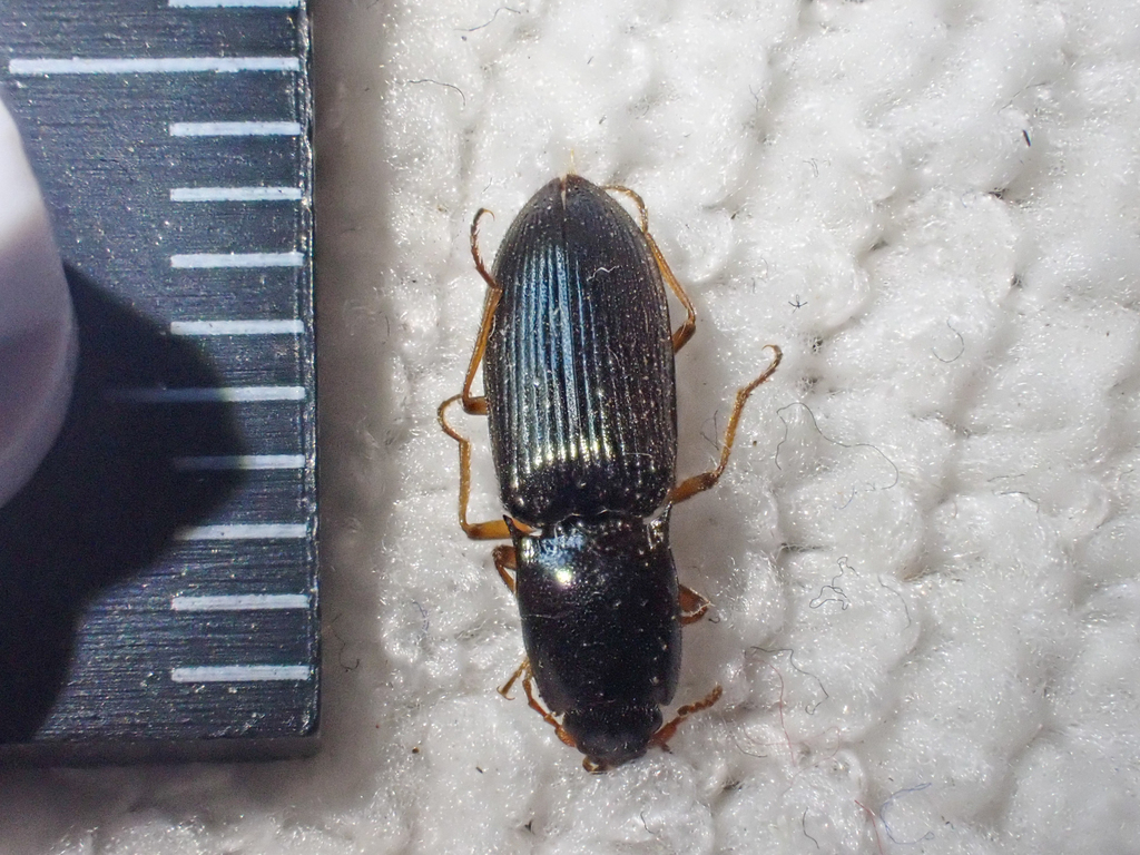Margaiostus