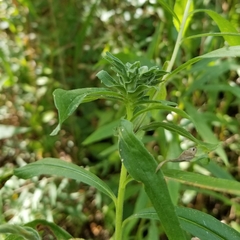 Asphondylia solidaginis