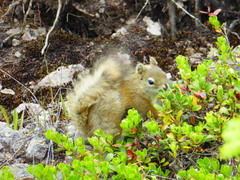 Tamiasciurus hudsonicus regalis