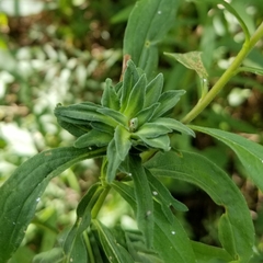 Asphondylia solidaginis