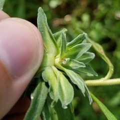 Asphondylia solidaginis