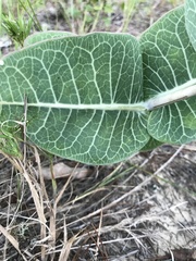 Asclepias humistrata image