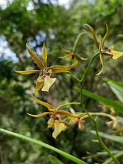 Prosthechea pastoris