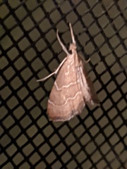 Glaphyria sesquistrialis