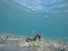 Hippocampus reidi