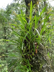 Prosthechea pastoris